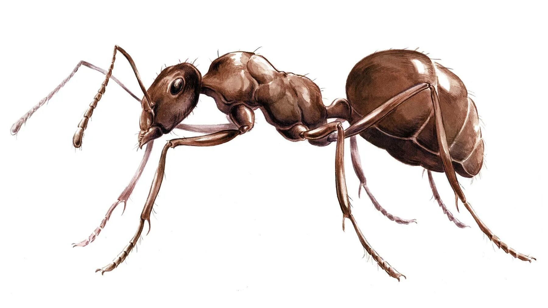 Муравей. Части тела муравья. Строение муравья. Тело муравья.