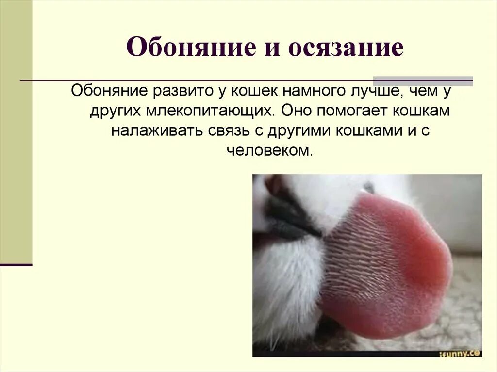 Осязание млекопитающих. Обоняние осязание. орган обоняния у млекопитающих. органы осязания у кошек. органы обоняния осязания.