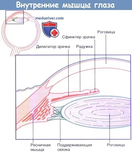 Ресничная мышца глаза функции. Иннервация внутренних мышц глаза. Путь аккомодационного рефлекса. Иннервация аккомодационной мышцы глаза. Внутренние глазные мышцы.