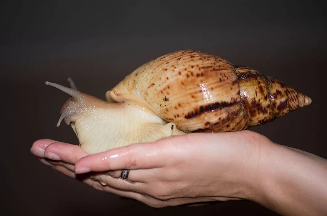 Как можно назвать улитку. Африканская улитка ахатина. Как можно назвать улитку. Ахатина альбопикта. Клички для улиток.
