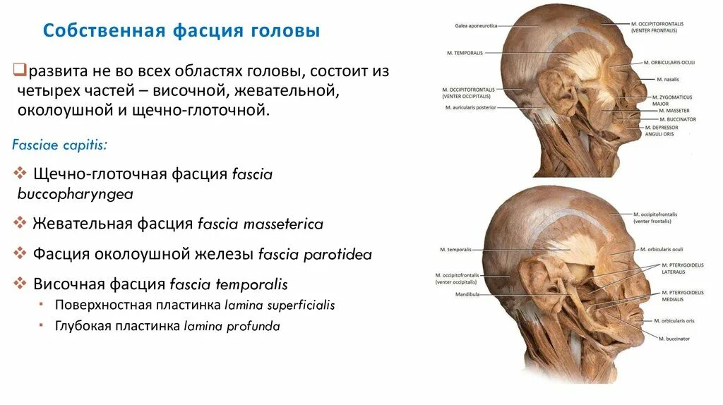 Фасция латынь. Фасция латынь