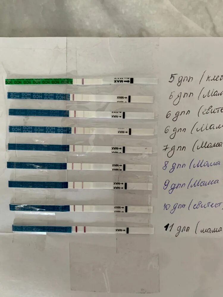 Тест на беременность после переноса пятидневок. Тесты после переноса. 4 ДПП пятидневок. Динамика тестов после переноса пятидневки. Динамика фраутест после переноса.