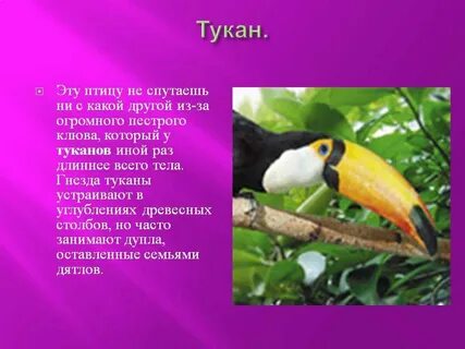 Тукан книга
