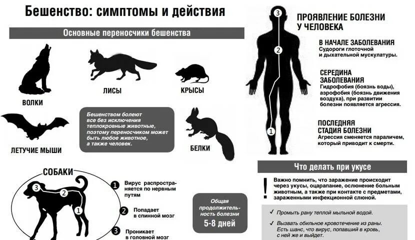 Как проявляется бешенство после укуса собаки. Бешенство симптомы инкубационный период. Периоды течения бешенства. Бешенство у животных симптомы инкубационный период. Симптомы бешенства у кота.