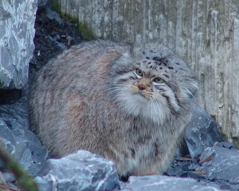 Кот Манул. Манул (палласов кот). Кот Манул толстый. Кот Манул фото. Густота шерсти манула