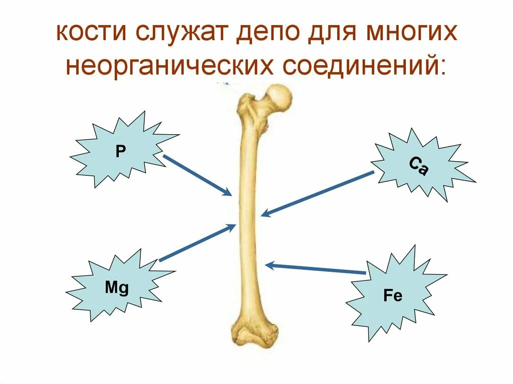 Неорганические вещества кости. Вещества костей. Минеральные вещества кости. Органические и неорганические вещества кости. Химические свойства костей человека