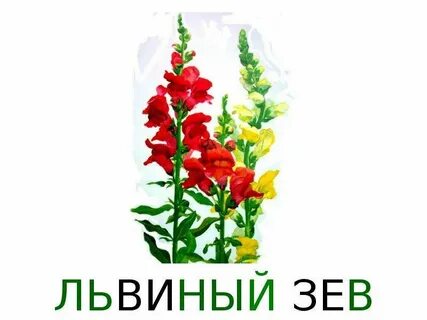 Львиный прилагательное