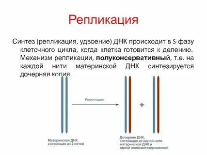Удвоение количества днк происходит в