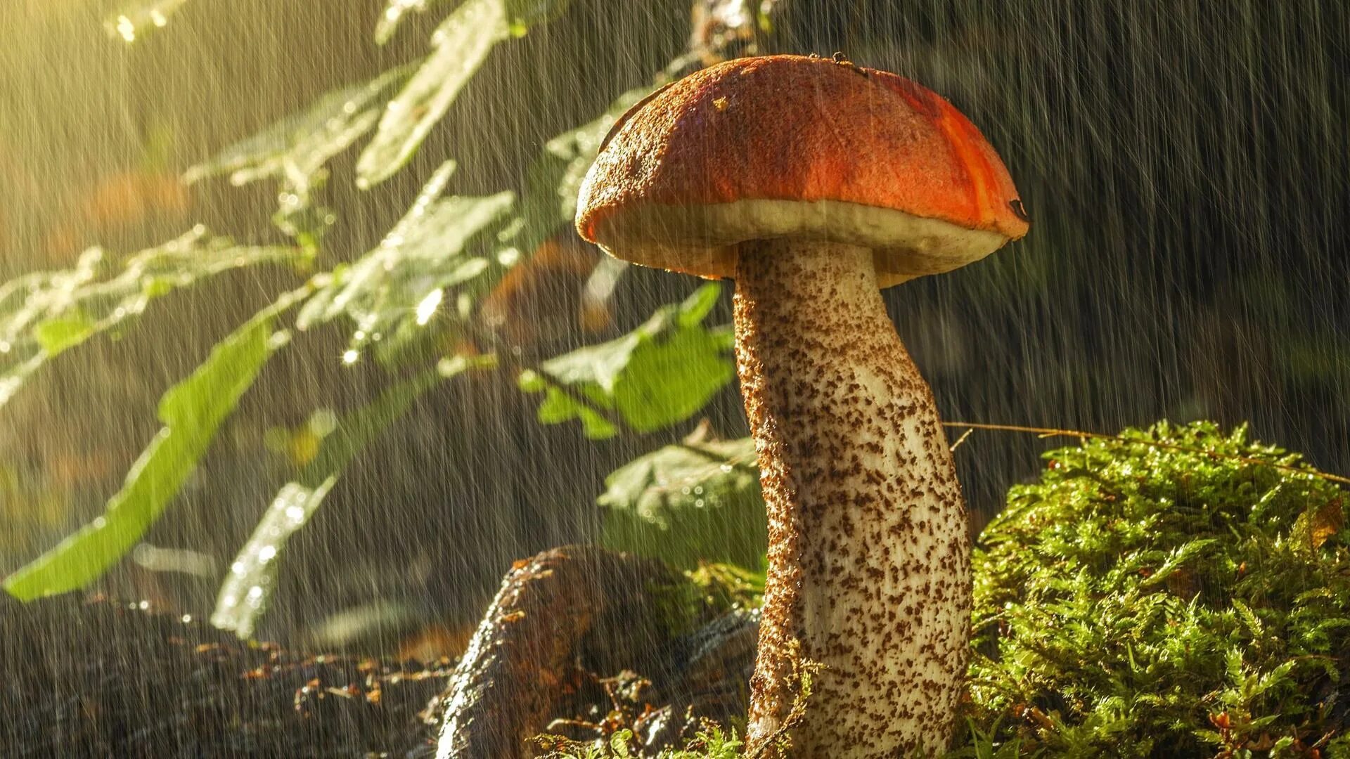 Дождя больше грибов. Грибы в природе. Грибной дождь. Грибы после дождя. Красивые грибы.