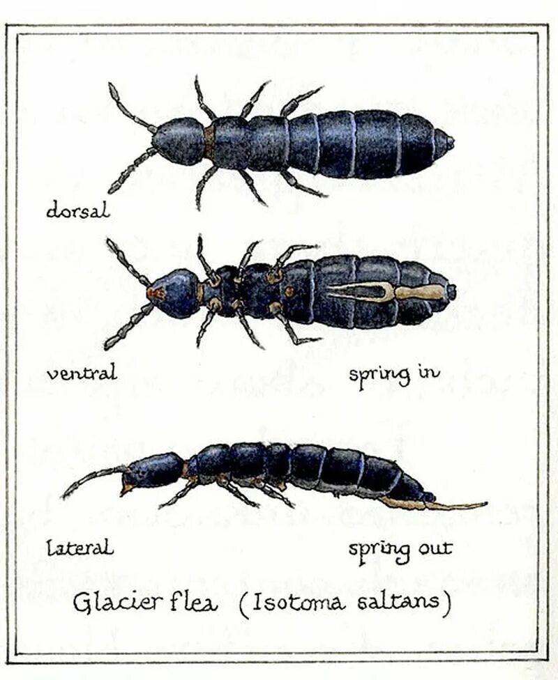 Глетчерная блоха чем опасна. Калембулы снежные блохи. Снежные блохи в Тульской области. Глетчерная блоха. Ногохвостки снежные блохи.