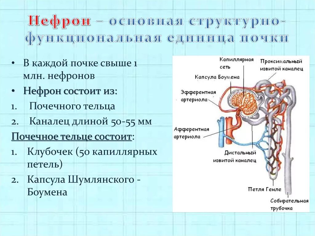 Нефрон состоит из тест. Нефрон – функционально-структурная единица почки. Строение нефрона структурной единицы почки. Схема структурно функциональной единицы почки нефрона. Строение структурно-функциональных единиц почек нефрон.