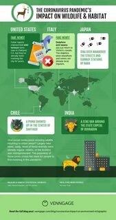 Pandemic's Impact on Wildlife Map Infographic Template. 