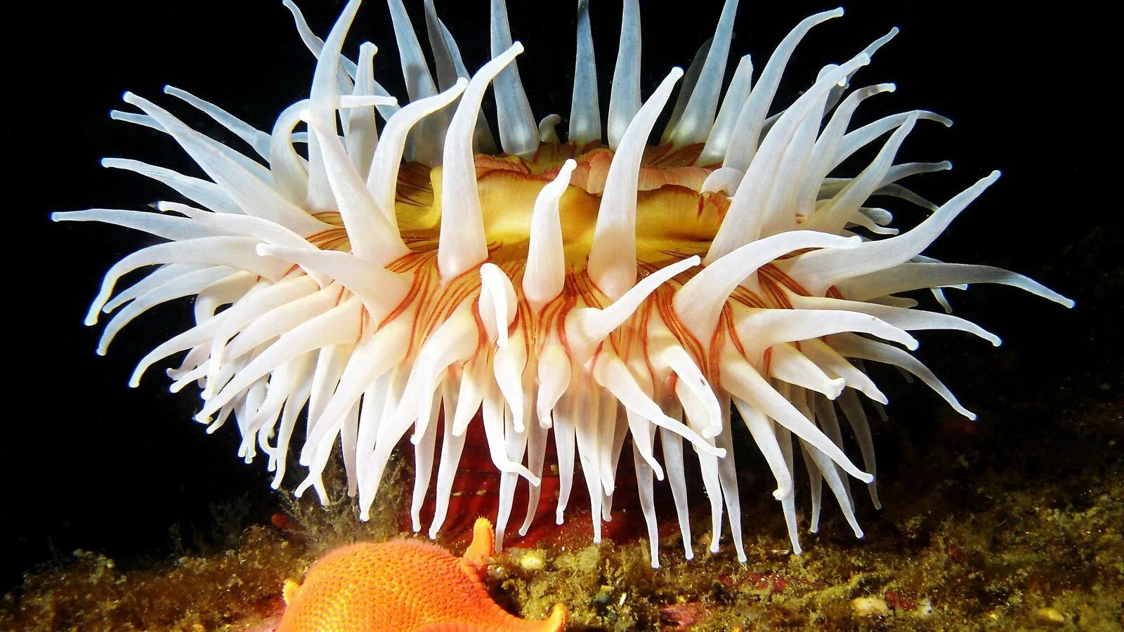 К какой группе обитателей океана относятся голотурии. Актиния анемон гемантус. Коралл актиния. Актиния Средиземноморская. Трубчатая актиния.