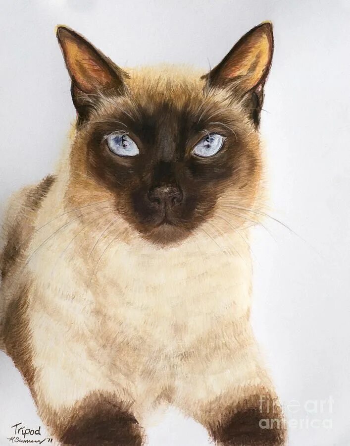 Over cats. Тонкинез кошка. Сиамская кошка с зелеными глазами. Сиамская кошка арт. Девушка с сиамской кошкой.