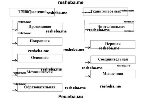 Используя рисунки параграфа