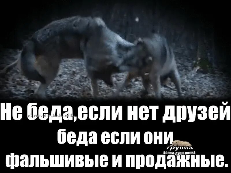 Может ли враг стать другом. Не беда если нет друзей. не беда если нет друзей беда если они фальшивые и продажные. друг опаснее врага. не беда если.