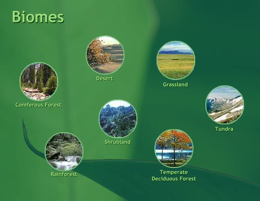 Биомы земли. Основные биомы. Виды биомов на земле. Основные биомы земли.