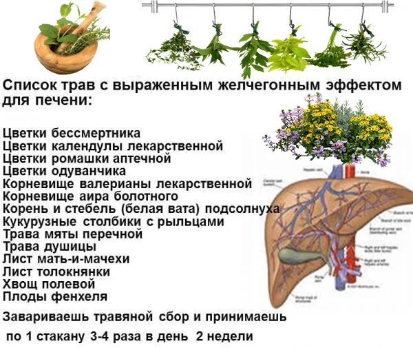 Как очистить печень народными