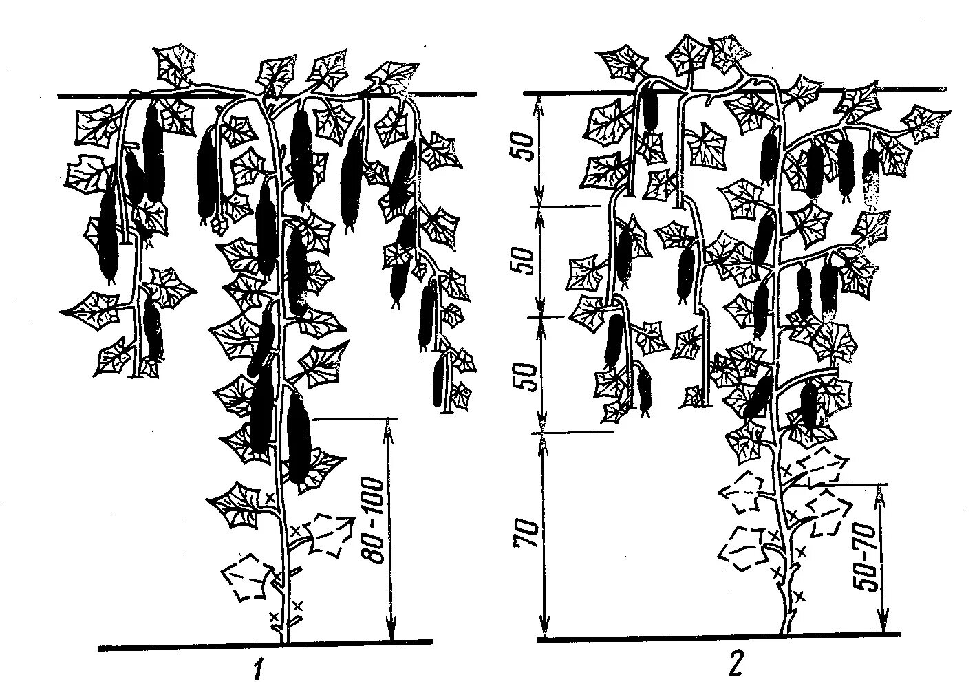 Огурцы прищипывание в теплице схема. Схема формирования огурцов. Схема прищипки огурцов в теплице. Пасынковать огурцы в теплице. Схема пасынкования огурцов.