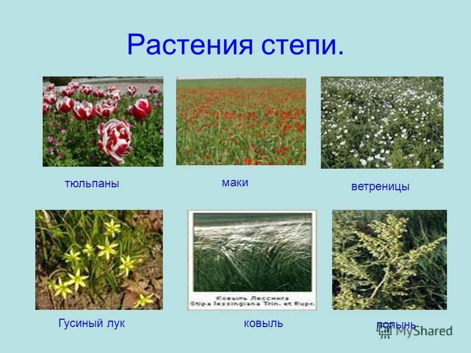 Растения степи 5 класс биология. Растения степи. Типичные растения степи. Растения степи России. Степные растения названия.