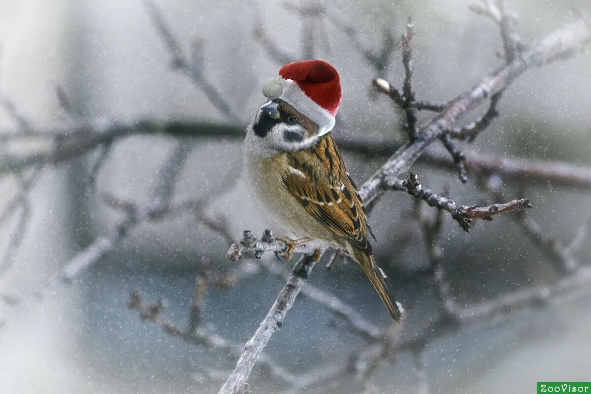 Птицы зимой песни. Птицы зимой. Воробей зимой. Воробей на снегу. Птицы на снегу.