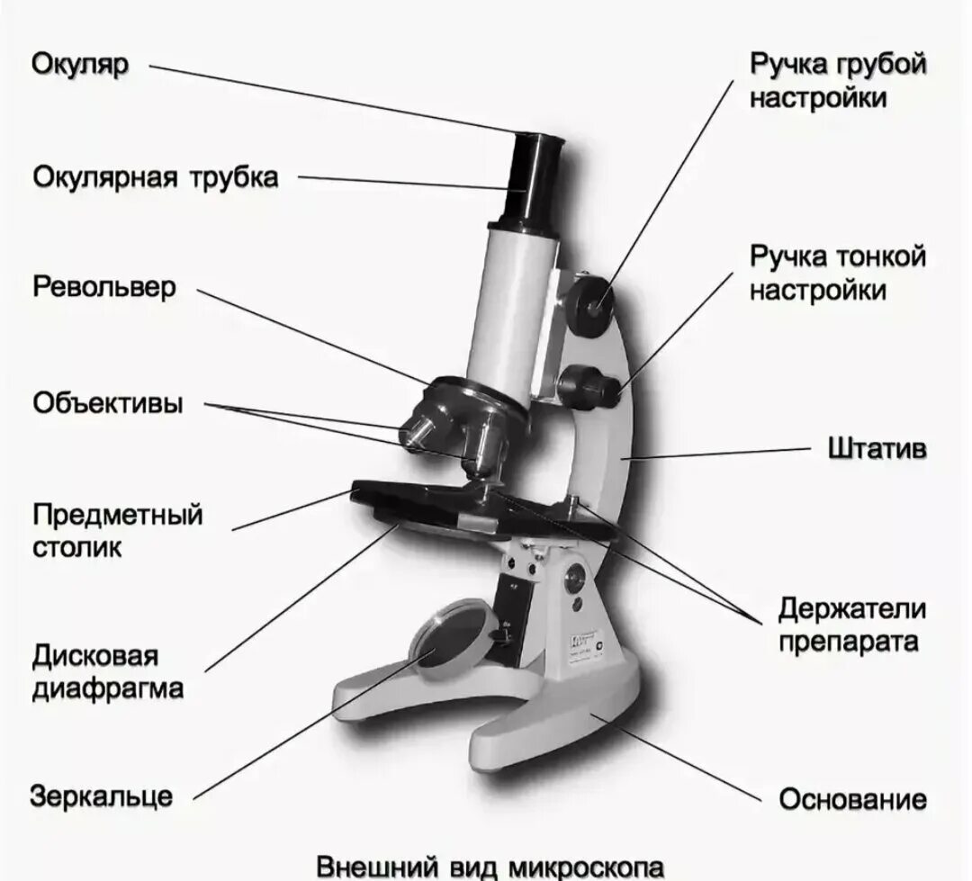 Какую часть выполняет тубус. Световой микроскоп Биолам строение. Строение микроскопа револьвер. Строение микроскопа 8 класс биология. Биология 5 кл строение микроскопа.