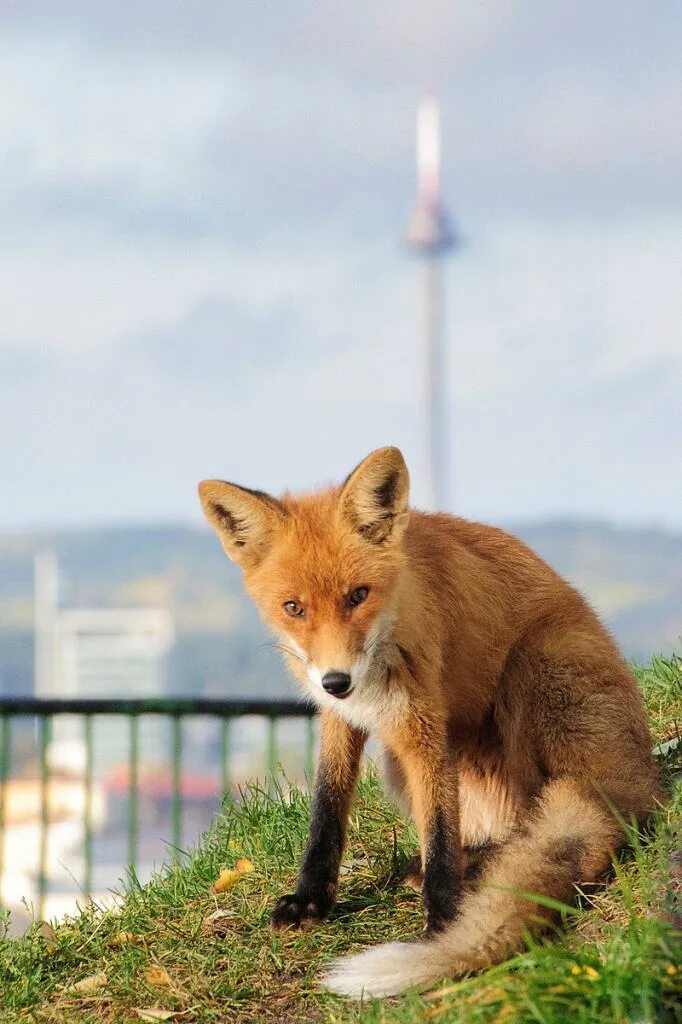 Most fox. Лисица в городе. Лисы в городе. Животные в городе. Лиса летом.