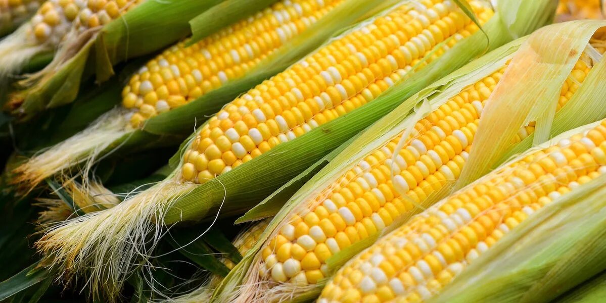 Фермеры продали 1364 т пшеницы. Кукуруза РАМОНДИЯ f1. Кукуруза картинка. Кукуруза род. Кукуруза на белом фоне.