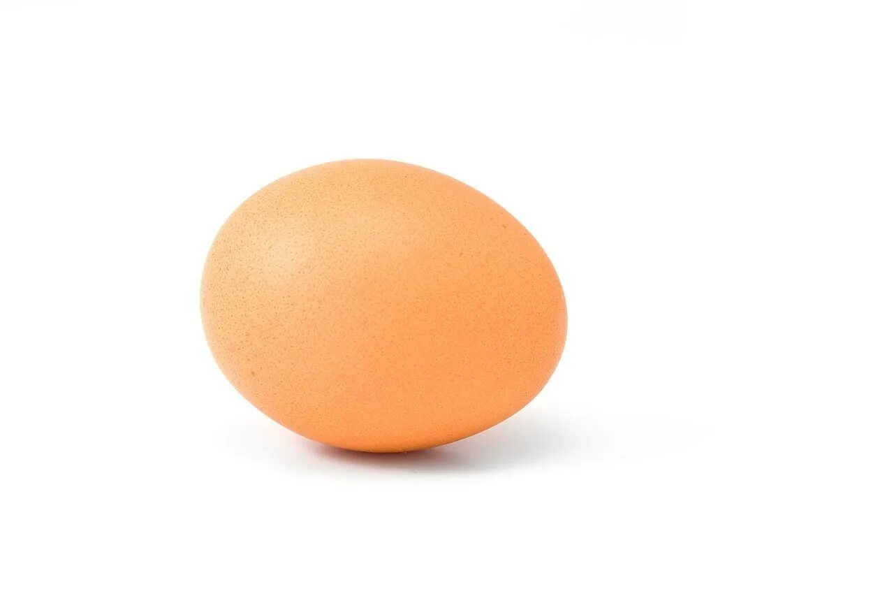 Egg net