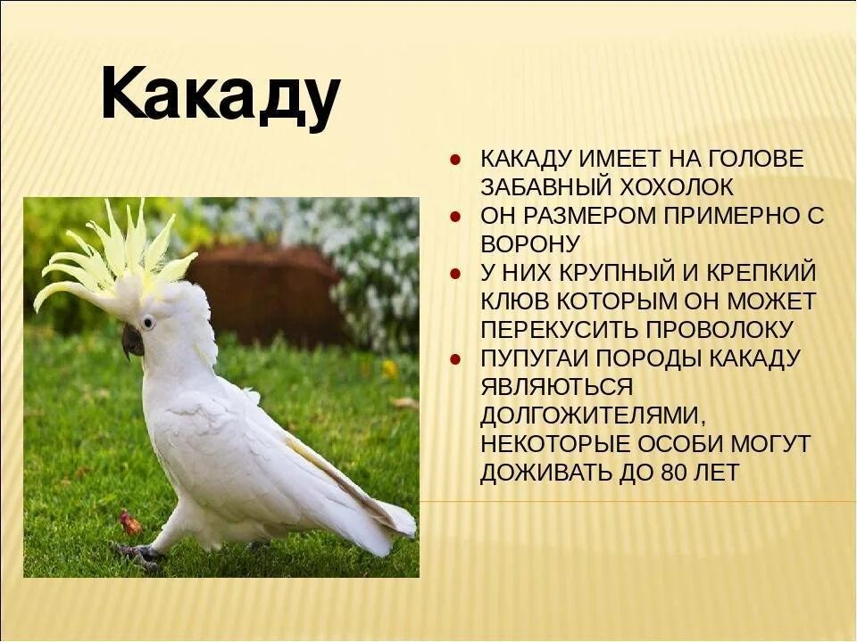 Род какаду в русском. Какаду краткое описание. Попугай Какаду домашний. Рассказ про попугая Какаду. Попугай Какаду Размеры.