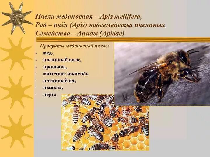 Исследование конечностей домашней пчелы какая биологическая наука. Медоносная пчела APIS mellifera. Пчела медоносная описание. Характеристика медоносной пчелы. Систематика пчелы медоносной.