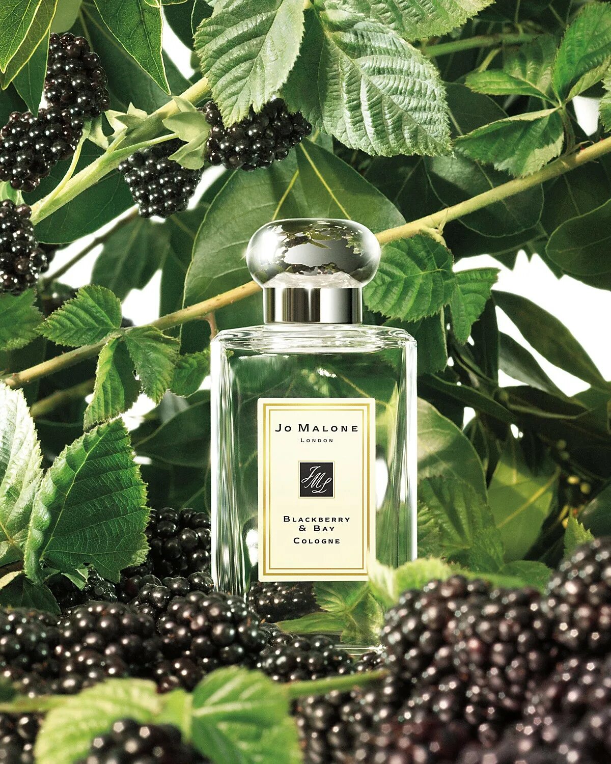 Jo malone blackberry bay 30ml. Jo malone blackberry отзывы. Духи джо малон ежевика. Джо малон блэкберри. Джо малон блэкберри бэй.