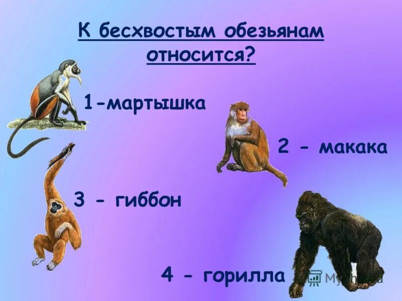 к обезьянам относят. гоминиды человекообразные обезьяны. приматы отряды млекопитающих. взаимодействие со средой человекообразных обезьян. подотряд высшие приматы или обезьяны представители.