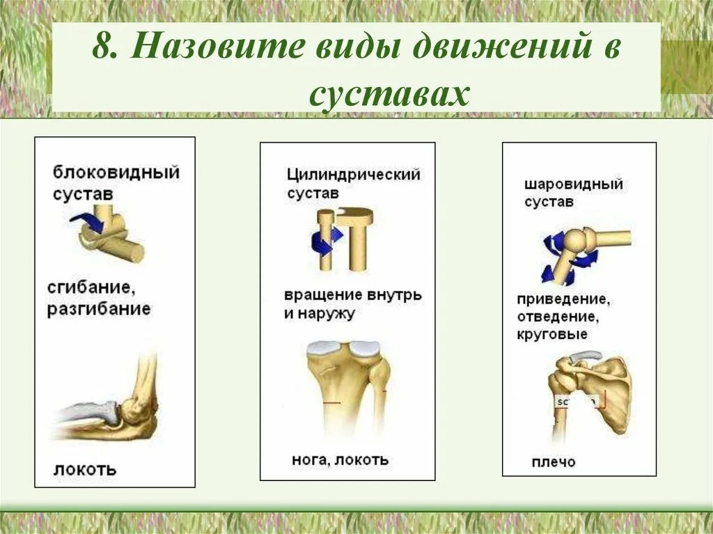 Суставы 1 типа. Суставы с одной осью движения. виды движений в суставах. оси движения в суставах. движение суставов анатомия.