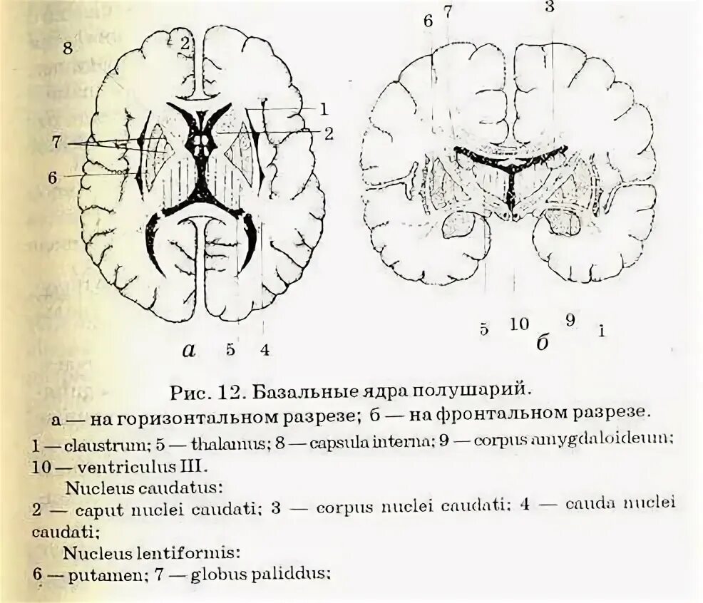 Схема базальных ядер головного мозга. Базальные ядра больших полушарий головного мозга. Фронтальный срез головного мозга базальные ядра. Базальные ядра конечного мозга схема.