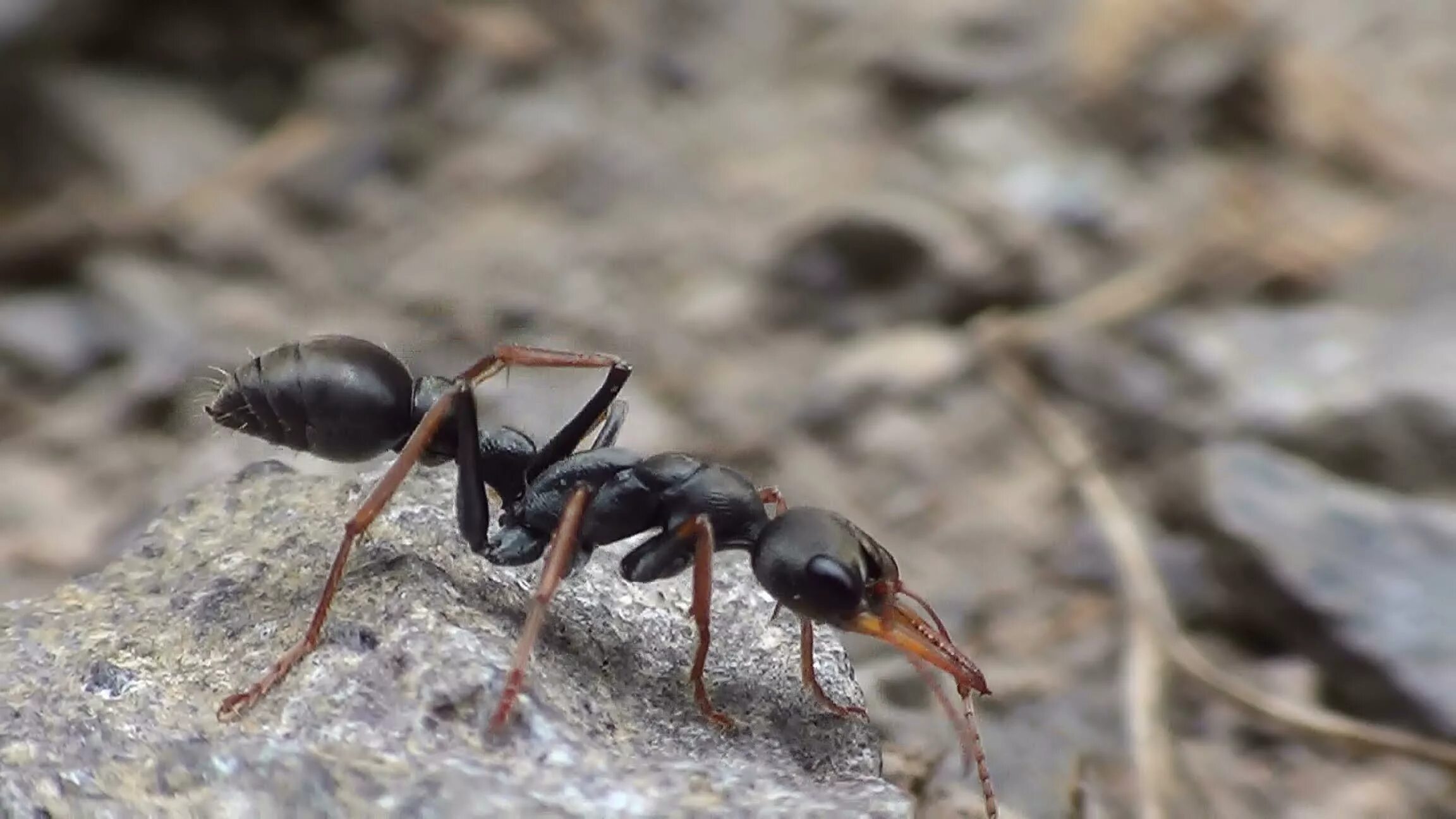 Very ant. Термиты солдаты. Термит жук. Кочевой муравей эцитон бурчелли. Красный фаэтончик муравей.