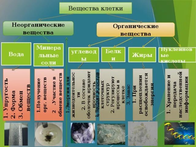 Перечислите вещества клетки. Неорганические вещества. неорганические вещества клетки вода. органические и неорганические вещества. минеральные и органические вещества.