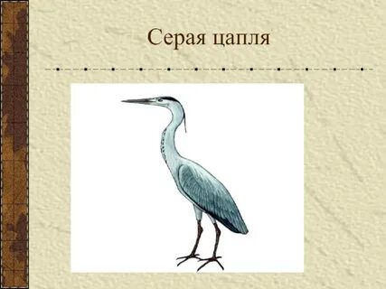 Мальчик и цапля