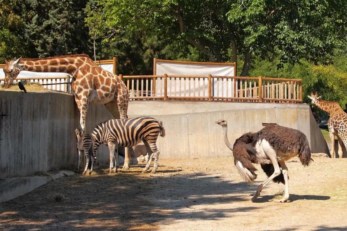 Звери из зоопарка. Амурский тигр в клетке в зоопарке. Зоопарк мадрида. Дубайский сафари парк. Зоопарки и их животные.