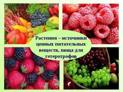 Источники растений