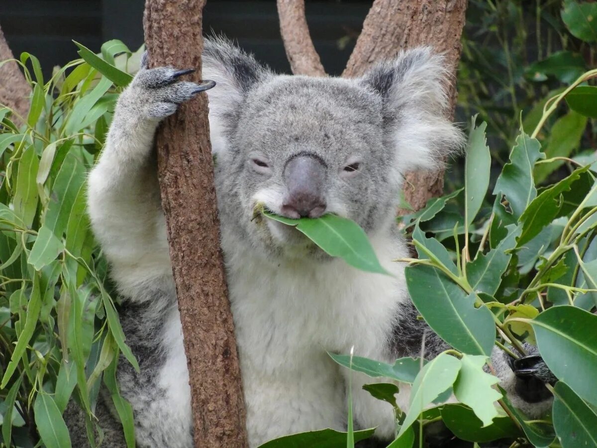 Любящая коала. Коала на эвкалипте. Коала листья эвкалипта. Коала ест эвкалипт. Коала на бамбуке.