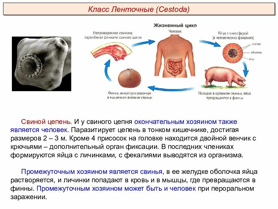 Какая стадия свиного цепня разовьется в человеке. Свиной цепень жизненный цикл промежуточный хозяин. Вооруженный свиной цепень жизненный цикл. Ленточный червь жизненный цикл ЕГЭ. Развитие и жизненный цикл у ленточных червей.