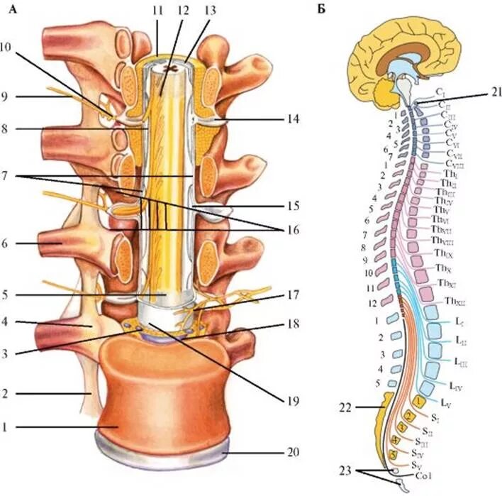Диск l1-l2 позвоночника. Спинномозговые нервы анатомия позвоночник. Спинномозговые корешки анатомия. Строение позвонка со спинным мозгом.