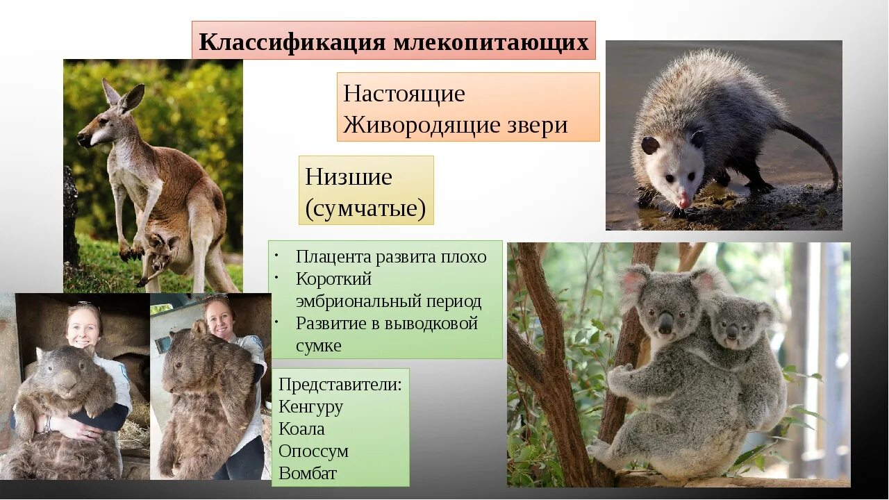 Систематику класса млекопитающих