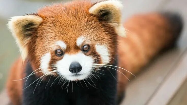 How to Be More Productive Without Burning Out Red panda, Red panda cute, Panda