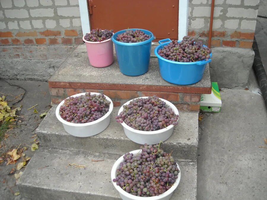 10 килограмм винограда. Килограмм винограда. 300 Кг винограда. Как выглядит килограмм винограда. 1 Кг винограда фото.