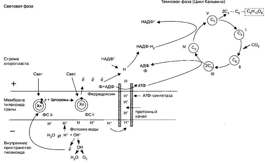 Цикл кальвина происходит в хлоропласта. Схема световая фаза фотосинтеза фотосистемы. Фотосинтез схема световая фаза и темновая. Световая фаза и темновая фаза схема. Схема процесса фотосинтеза световая и темновая фаза.