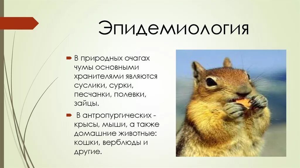 Грызуны республики алтай. Опасный суслик. Грызун на руках. Суслики переносчики чумы. Имуранг алтайский суслик.