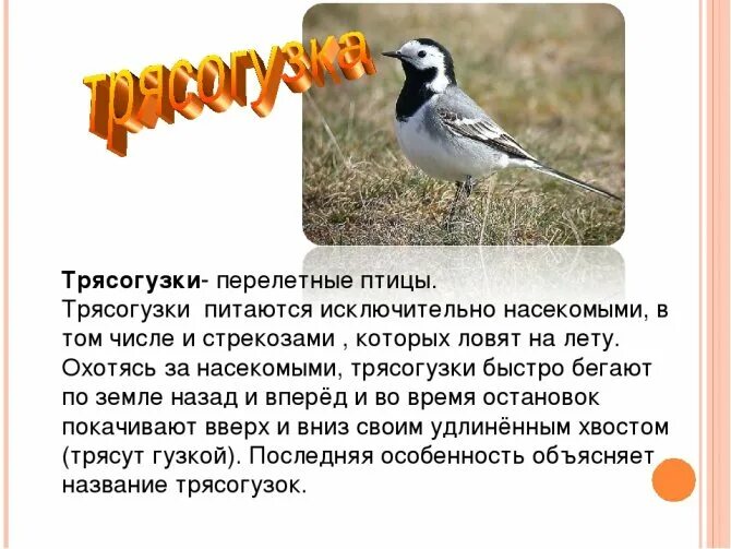 Трясогузки текст