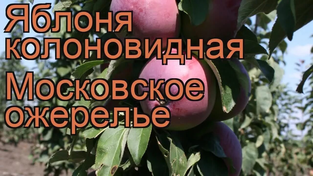 Яблоня колоновидная Московское ожерелье. Колоновидная яблоня сорт Московское ожерелье. Яблоня Московское ожерелье колоновидная опылители. Яблони колоновидные Московское ожерелье описание сорта. Московское ожерелье купить